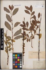 Foto von Salix daphnoides Vill.